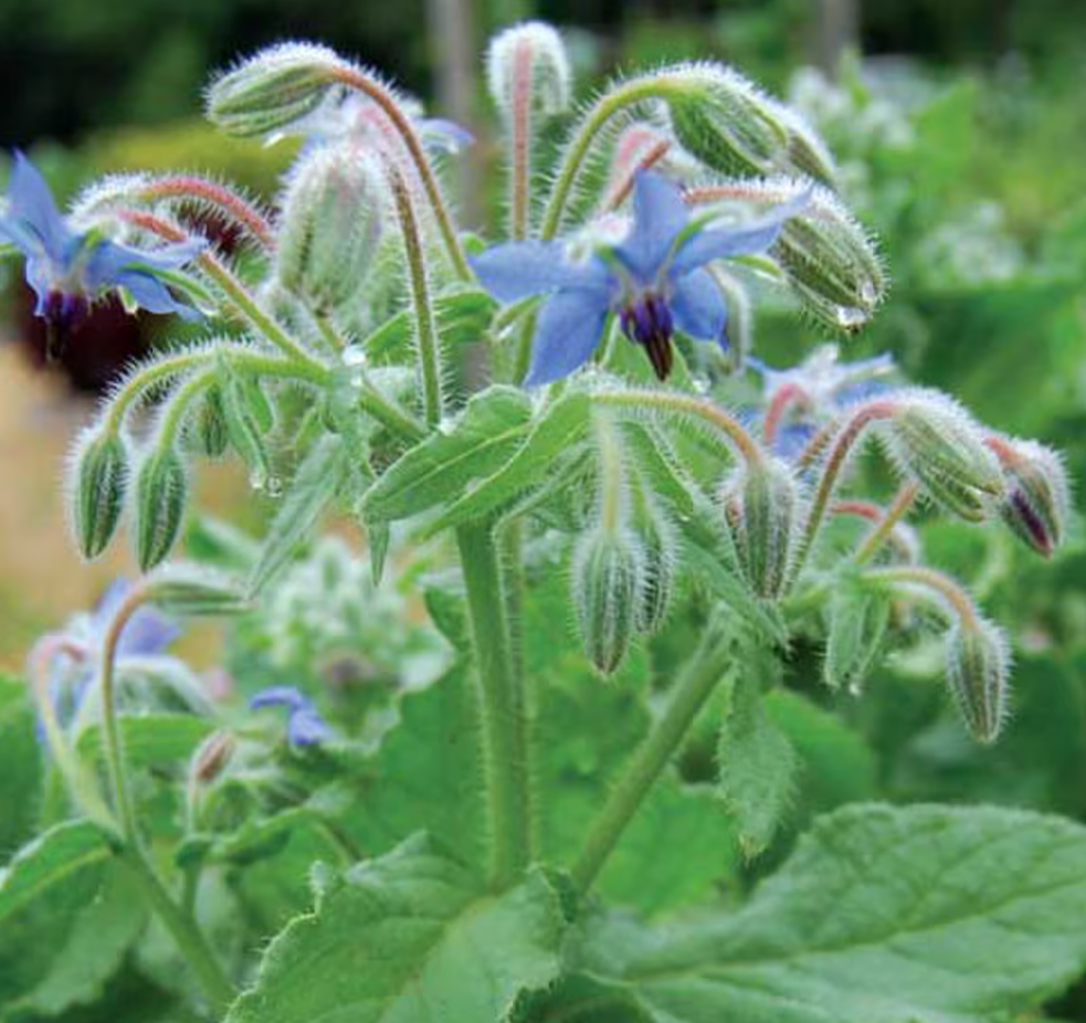 Seed Savers Borage Herb