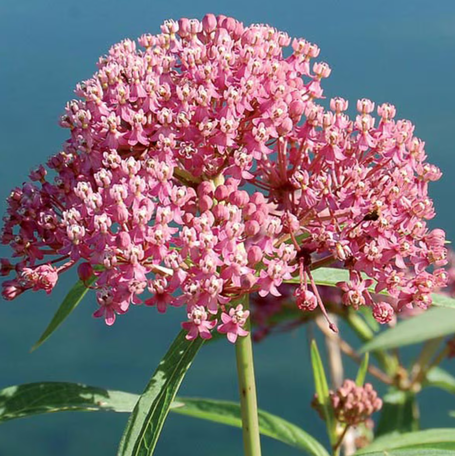 Seed Savers Red Milkweed Prairie