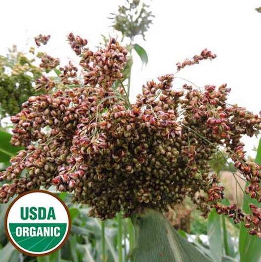 Seed Savers Organic Williams Sorghum