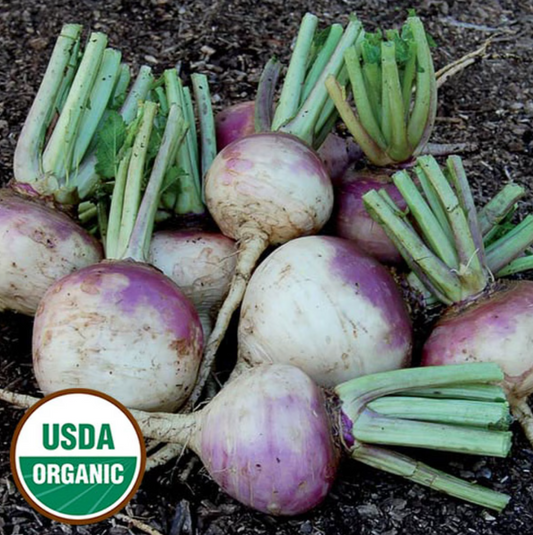 Seed Savers Organic Purple Top White Globe Turnip