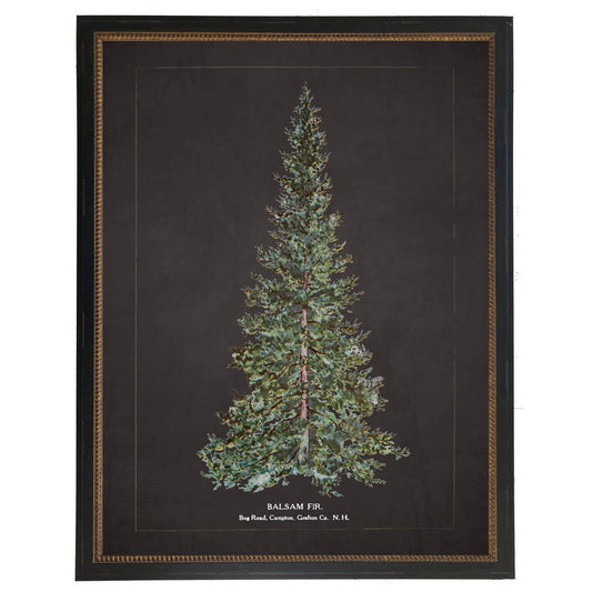 Framed vintage balsam fir bookplate