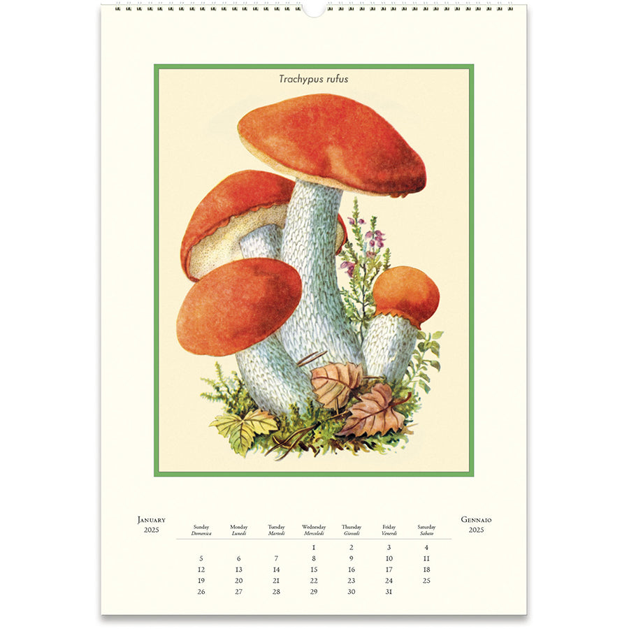 Champignons Wall Calendar