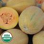 Seed Savers Sweet Granite Melon (Organic)