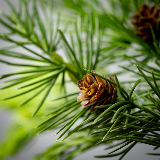 Lush Cedar Pick