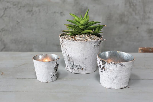 Birch Pot with Zinc