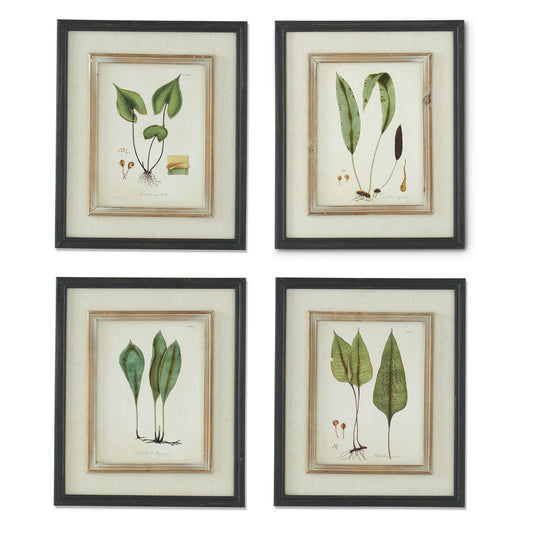 Black & Tan Double Framed Botanical Prints