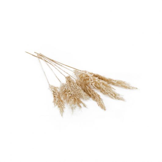 Pampas Grass Dried