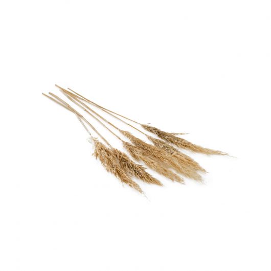 Pampas Grass Dried
