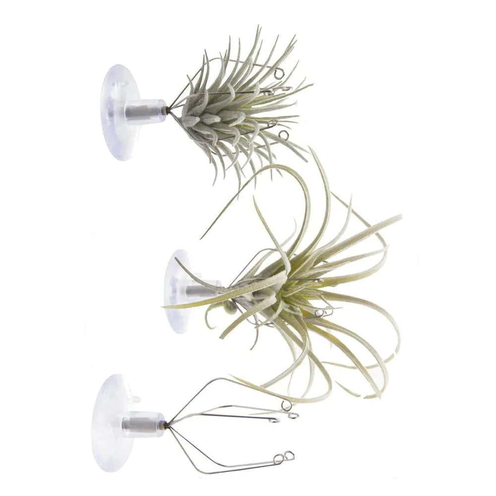 Air Plant Holder