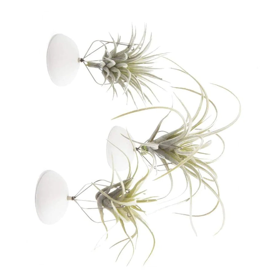 air plant wall hooks Air Plant Holder